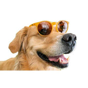 Goodr Bodhis Ultimate Ride Sunglasses - Orange