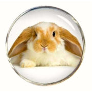 Bassin and Brown Rabbit Cufflinks - Beige/White